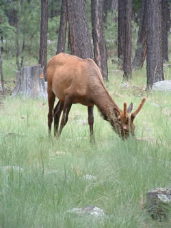 Rim Wildlife